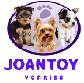 joantoyyorkies.com