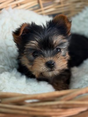 Danny Male- 11 weeks 3
