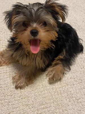 Lola- Male - 11 weeks old 1