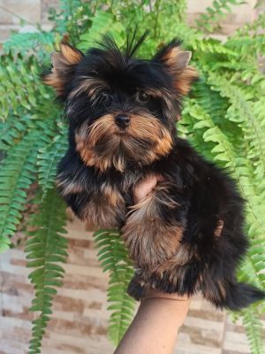 Milo- male , 11weeks 5
