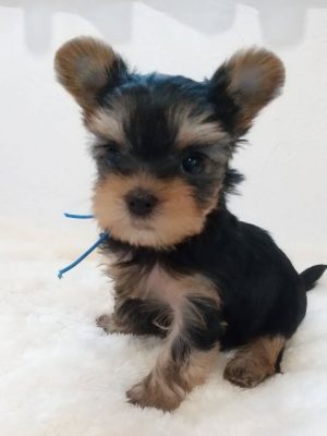 Shina-female 10 weeks 3