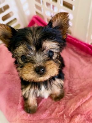 Timo-Male -11 weeks old 4